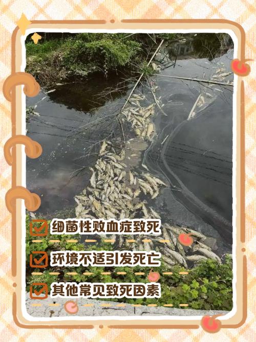 风水鱼能否在无流动的死水中存活，对水质和健康有何影响？