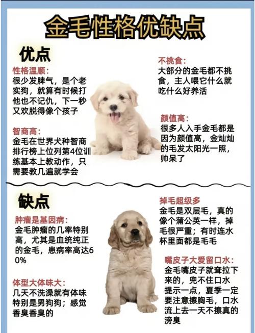 住宅楼顶养狗会对风水产生怎样的影响呢？