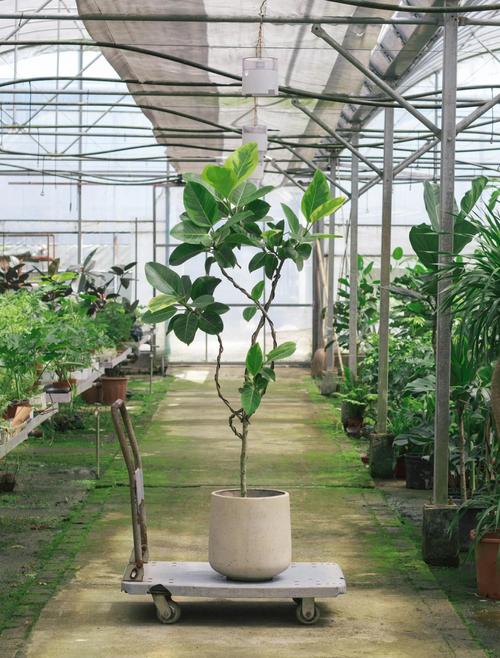 屋顶摆放盆栽对风水有影响吗？