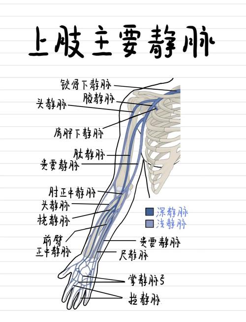 手臂青筋暴露女人命运如何？手臂上的静脉是哪种血管类型？