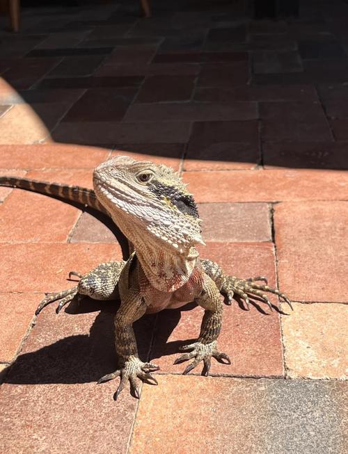 家养蜥蜴真的会对家居风水产生重大影响吗？