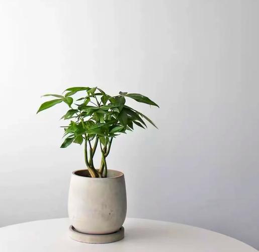 风水门前种花真的能改变运势吗？