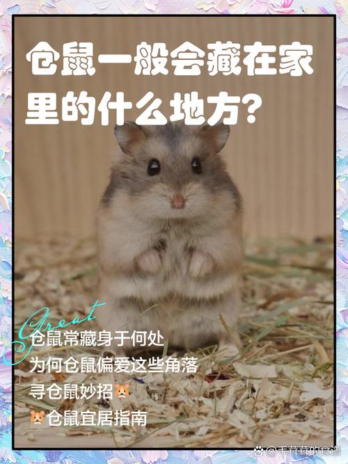 仓鼠的摆放与风水方位之间是否存在某种关联呢？