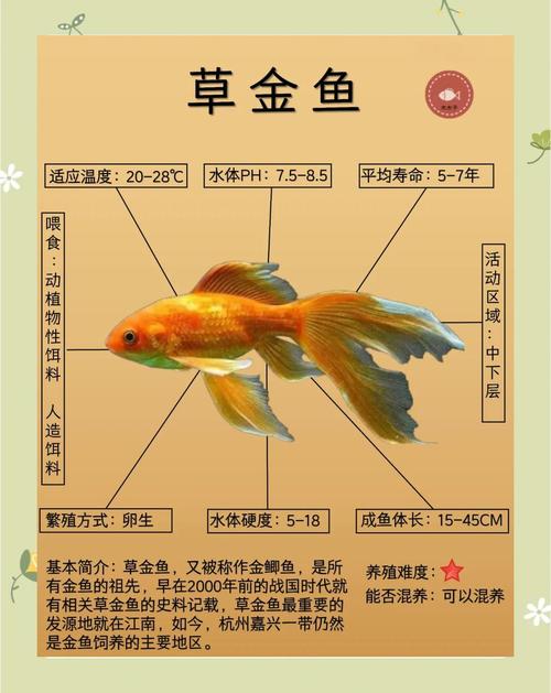 养金鱼真的需要讲究风水，否则会影响它们的生长和运势吗？