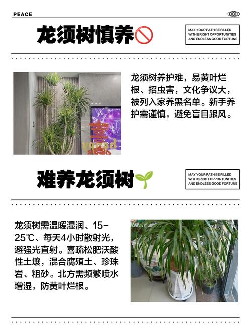 龙松树的风水对家居环境有哪些具体影响？