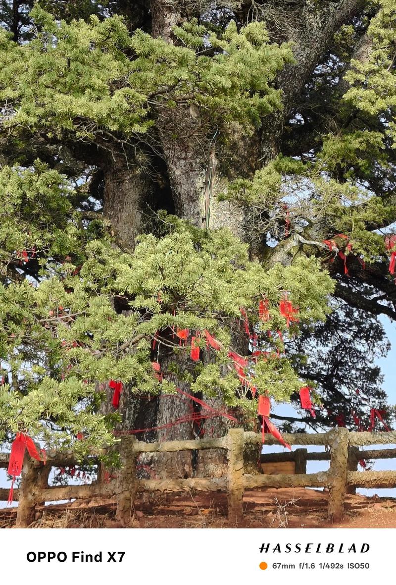 西北地区适合种植树木，这里的自然环境风水怎么样呢？