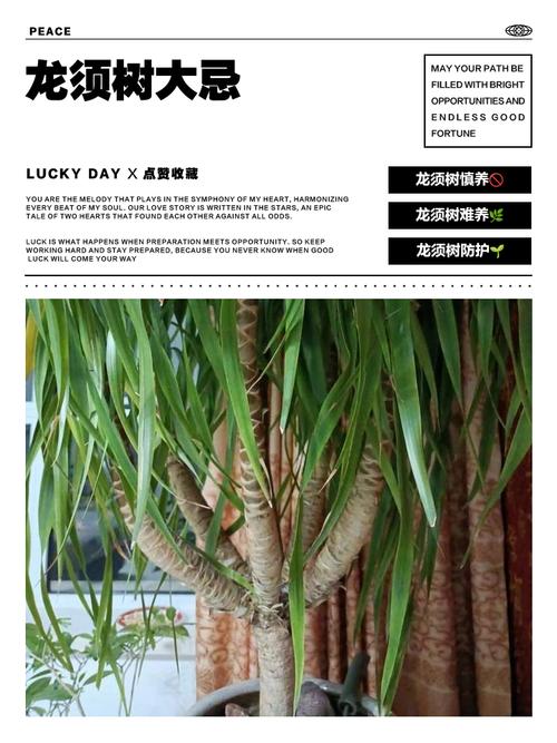 龙松树的风水对家居环境有哪些具体影响？