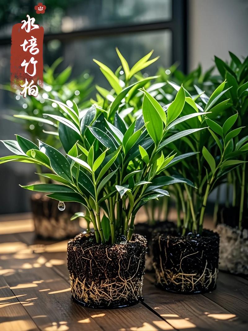 盆栽竹柏摆放时，有哪些风水讲究需要注意呢？