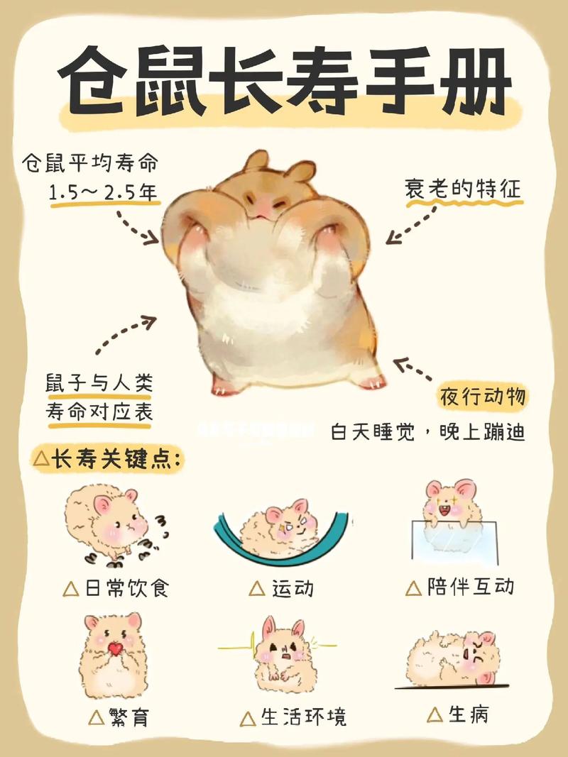 仓鼠属相命是什么，属鼠的人养仓鼠合适吗？