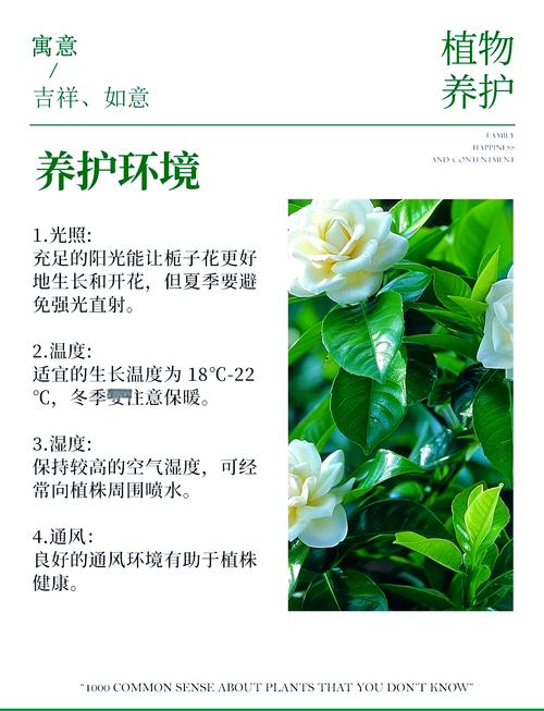 栀子花对家居风水有怎样的影响或作用？