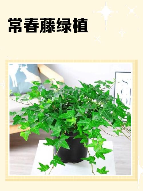 植物长藤对风水有影响吗？如何调整以改善风水？