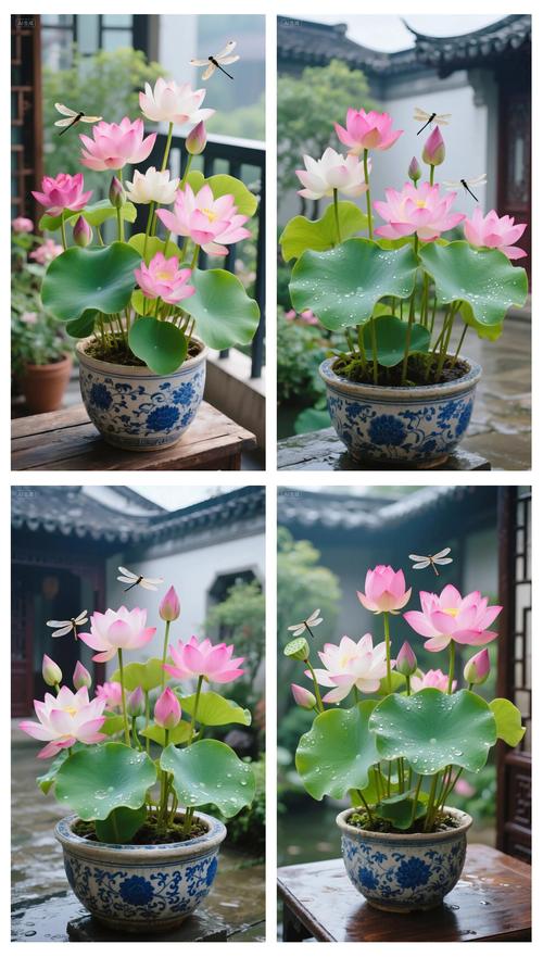 阳台适合养荷花吗？这样的风水布局是否吉利？