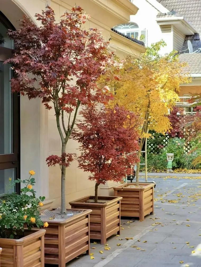 门前种植红枫树对风水有何影响？