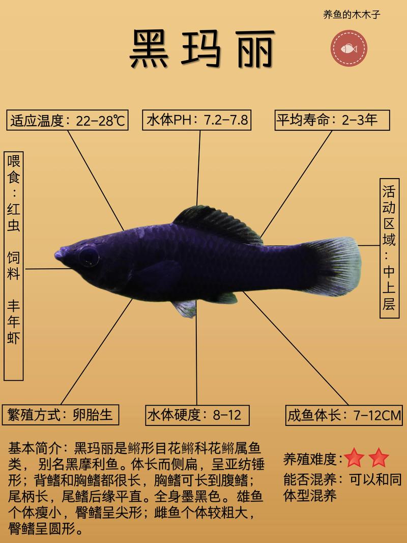 黑玛丽鱼究竟算不算风水中的吉祥之物呢？