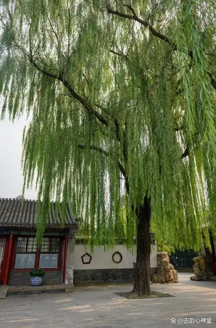 门口种柳树对风水有影响吗？