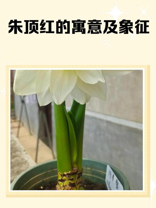 朱顶红在风水上有什么特殊用途或象征意义？