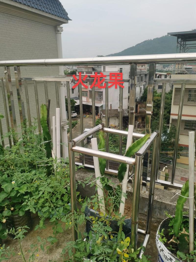 楼顶种植火龙果会对风水产生哪些不利影响？