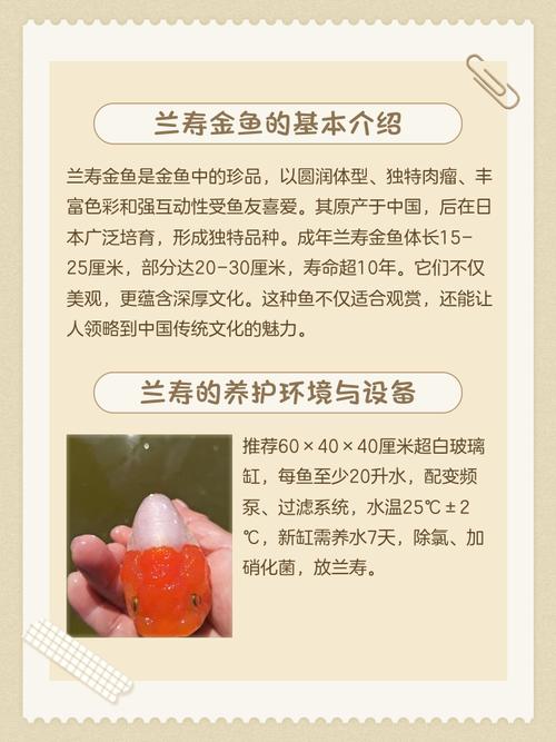海底金命适宜养什么鱼？兰寿金鱼的养殖方法及注意事项有哪些？
