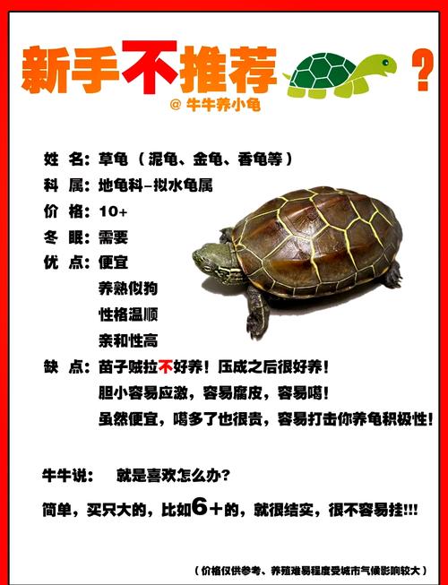 马路边适合养龟吗？这样的风水环境对龟来说好吗？