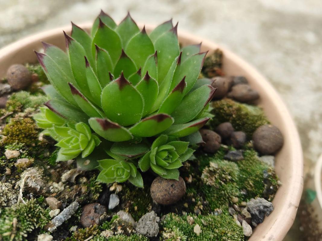 观音莲摆放在家中风水如何，能起到辟邪作用吗？