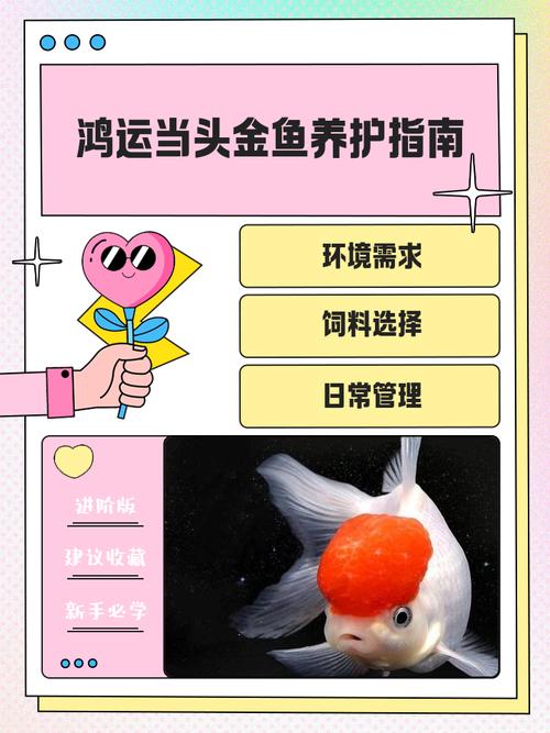 风水鱼能否安全养大，其体内是否有毒成分？