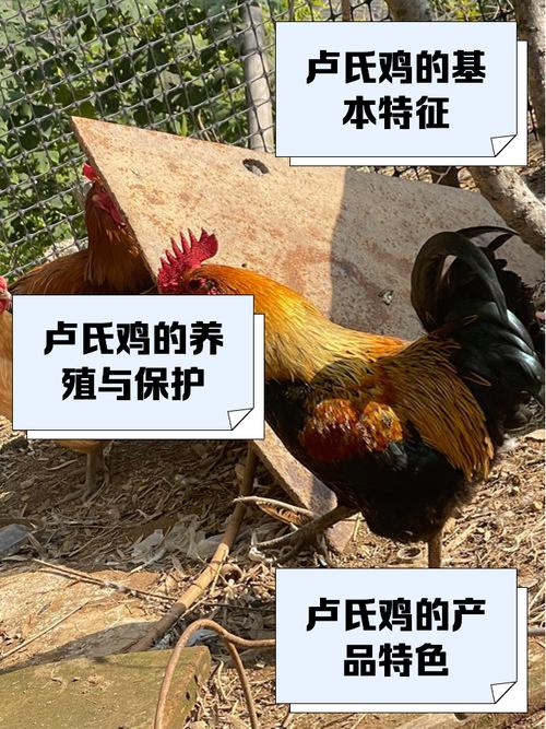 祠堂里养鸡真的能改善风水吗？