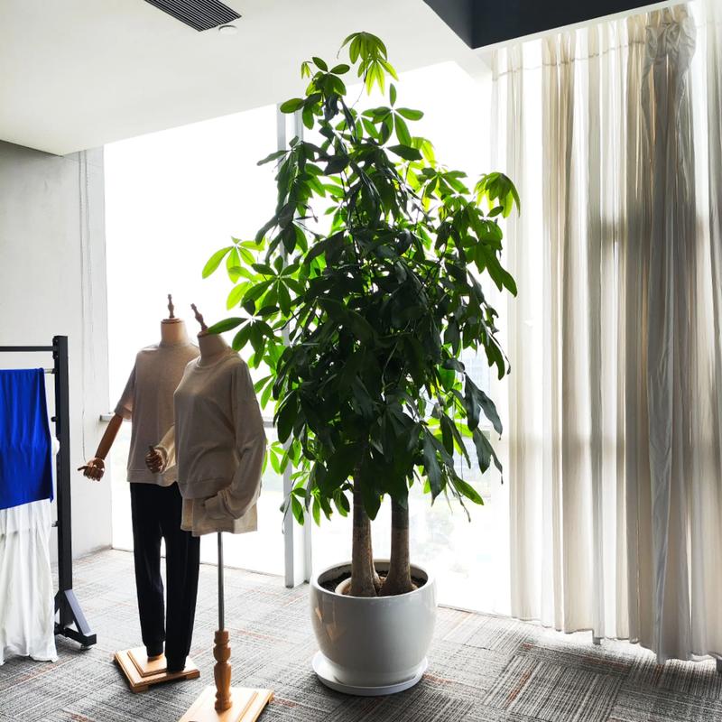 企业摆放绿植时，有哪些风水讲究需要注意呢？