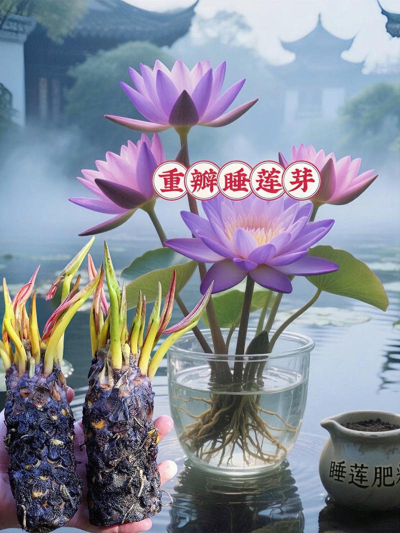 阳台种植睡莲对风水有好处吗？