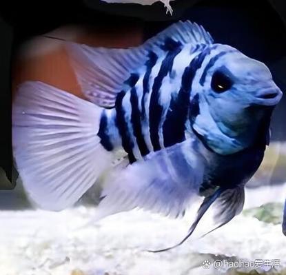 迷你鹦鹉真的能成为风水鱼吗？