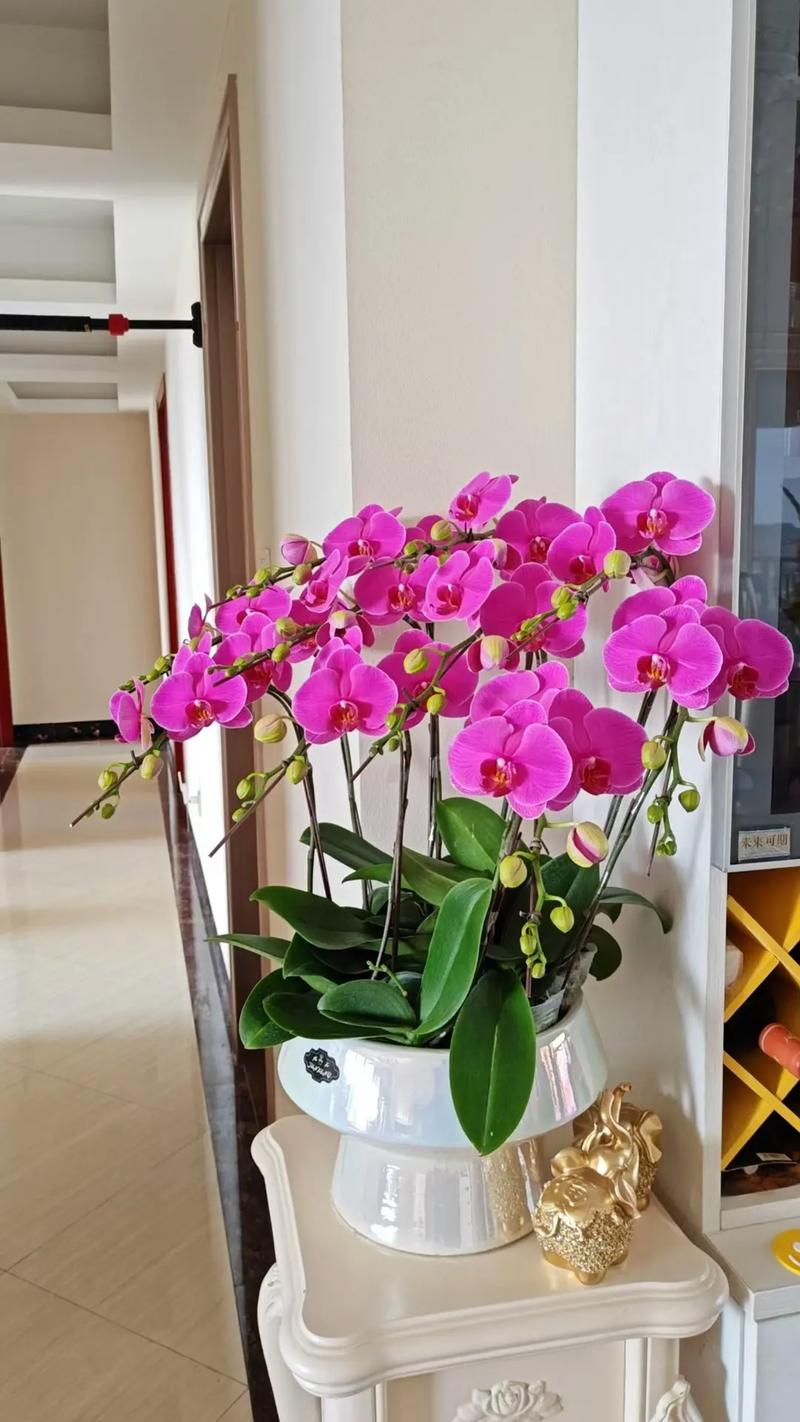 金钱树作为风水植物，其摆放位置有何讲究？