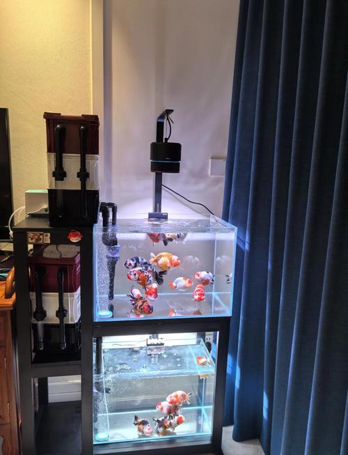 鱼缸灯的风水讲究，对家居环境有影响吗？