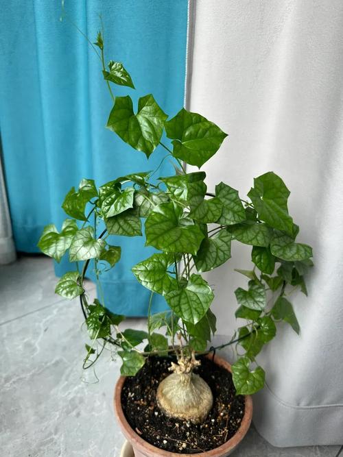 睡布袋是风水植物的一种吗？有没有什么特别的寓意或作用？