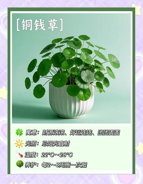 阳台种植花草真的能带来财运吗？