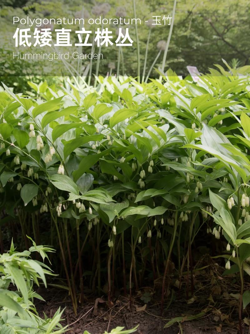 屋顶种植玉竹对风水有影响吗？