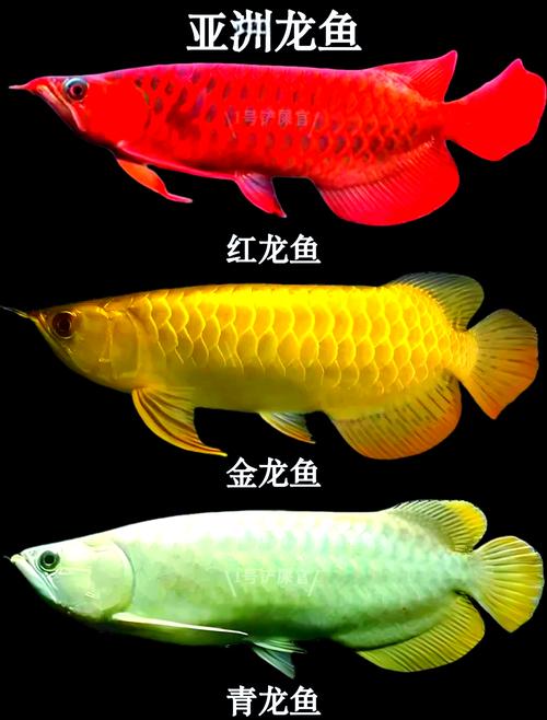 龙鱼真的具有风水效果吗？这其中的科学依据和民间传说又是怎样的呢？