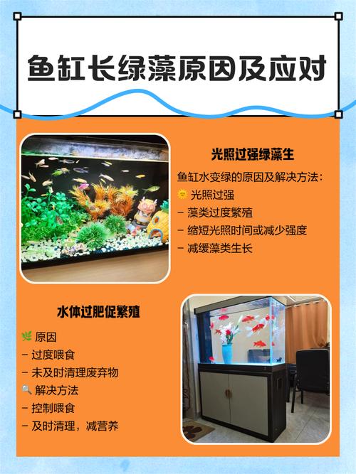 鱼缸里种植植物是否会对家居风水产生不良影响？