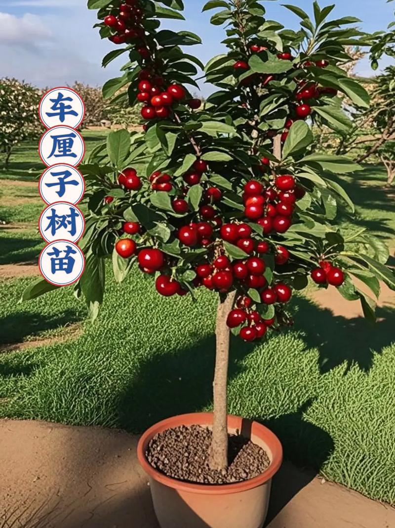樱桃树适合在风水院内种植吗？