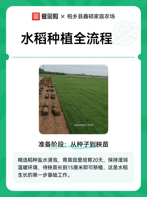 楼顶种植水稻是否违背传统风水原则？