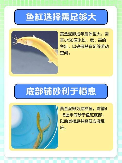 鱼缸养泥鳅会对家居风水产生怎样的影响呢？