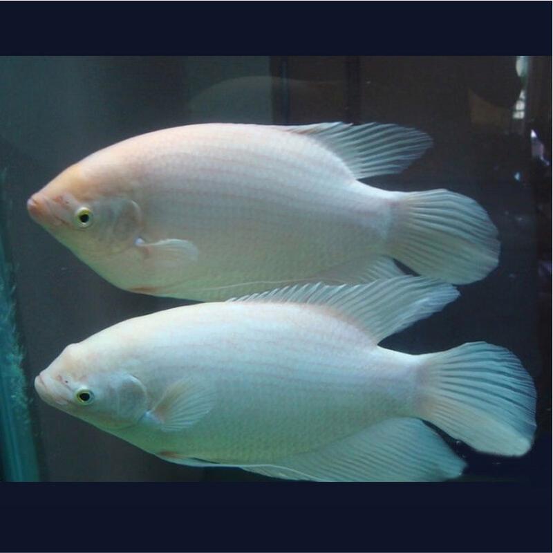 招财战船作为风水鱼，其摆放位置有何讲究？