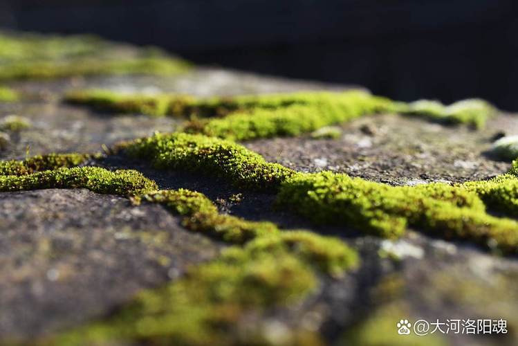 风水宝地为何会长满苔藓？