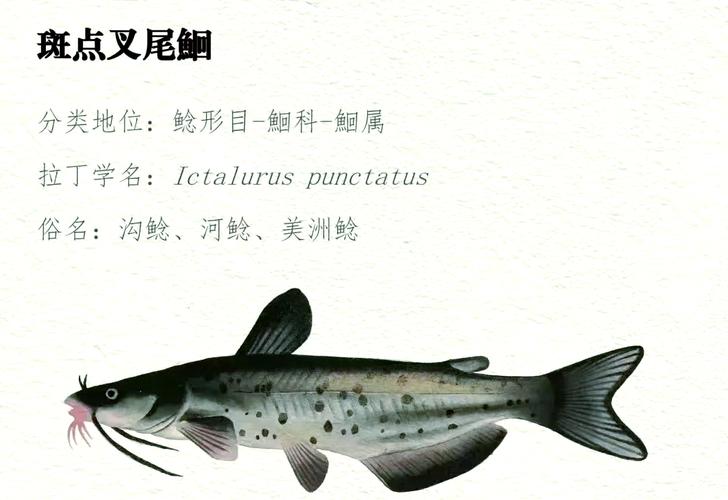 鲶鱼在家摆放会对家居风水产生怎样的影响或作用？