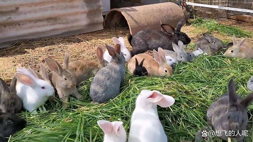 养兔子真的会影响到家里的风水布局吗？