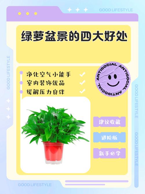 玄关摆放绿萝对风水有好处吗？