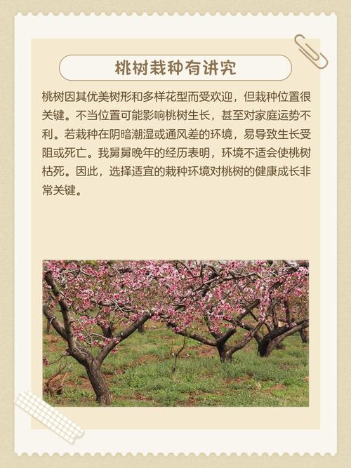 阳台种植桃树会对家宅风水产生哪些不利影响？