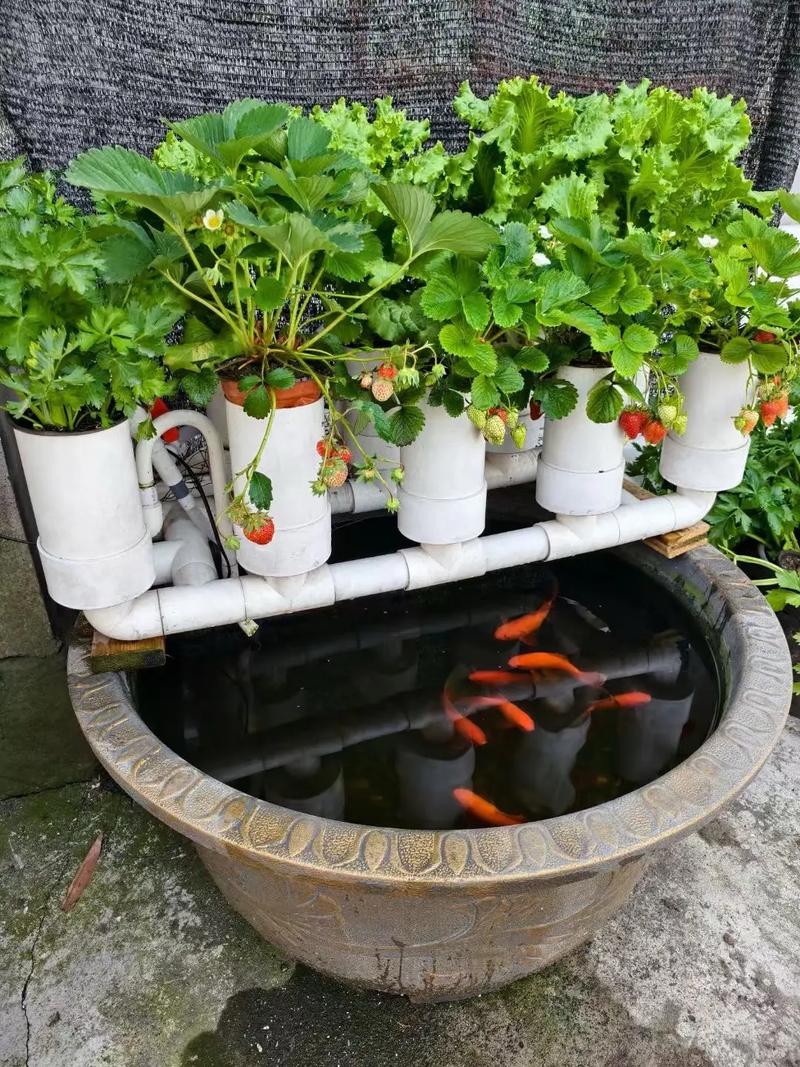 菜园适合养鱼且风水好吗？