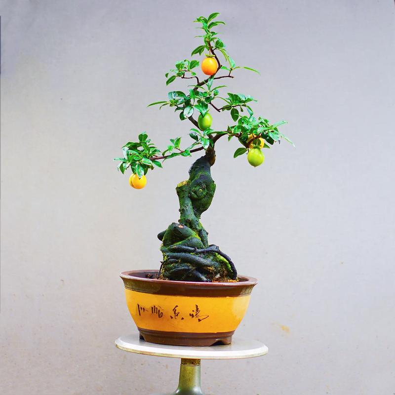 金蛋子风水效果如何？是否适合使用？