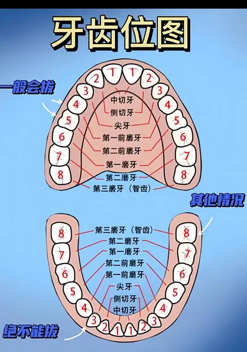 家里牙齿模型空置是否会影响家居风水布局？