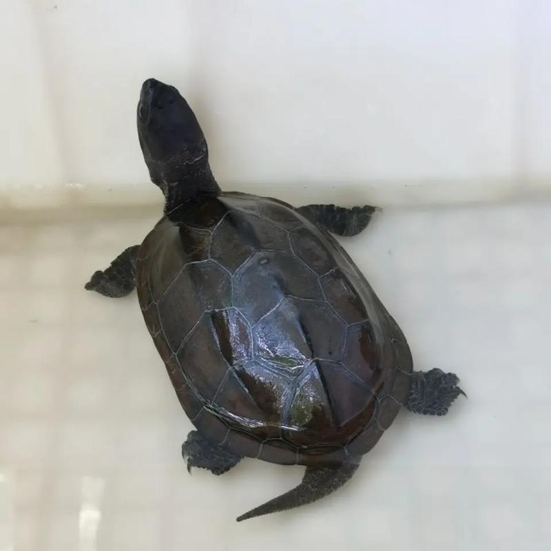 难道只有墨龟被称为风水龟，其他龟种就没有这样的美誉吗？