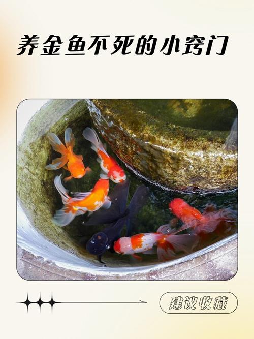 什么样的命不适合养鱼，连鱼的命也是命呢？